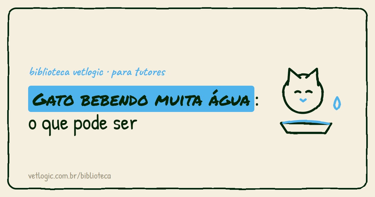 Gato bebendo muita água: o que pode ser