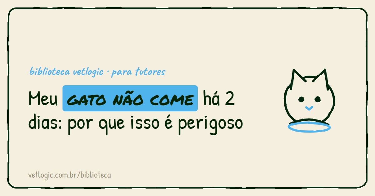 Meu gato não come há 2 dias: por que isso é perigoso